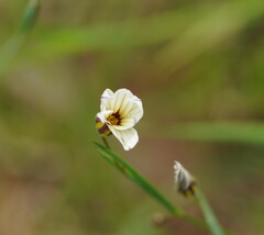 Sisyrinchium micranthum