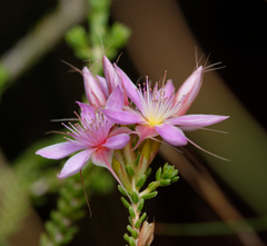 Calytrix carinata