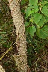 Zanthoxylum ailanthoides