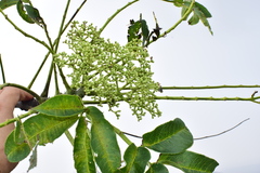Zanthoxylum ailanthoides