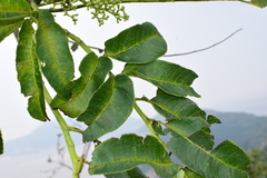 Zanthoxylum ailanthoides