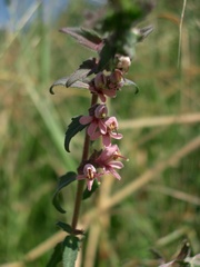Odontites vulgaris