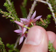 Calytrix carinata