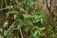 Zanthoxylum armatum
