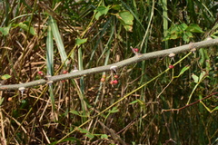 Zanthoxylum armatum