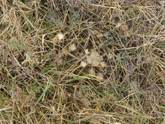 Symphyotrichum ericoides