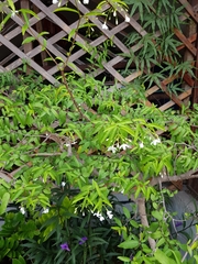 Wrightia religiosa