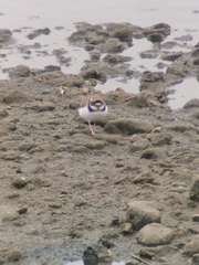 Charadrius dubius
