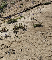 Phacelia campanularia