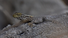 Liolaemus darwinii