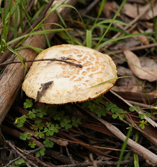 Amanita ochrophylloides