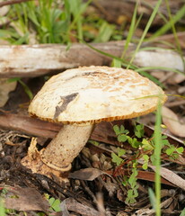 Amanita ochrophylloides