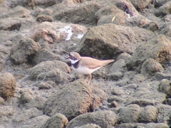 Charadrius dubius