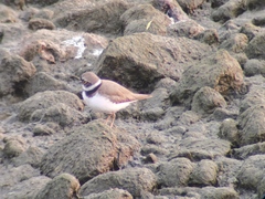Charadrius dubius