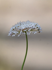 Trachymene incisa