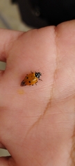 Hippodamia convergens