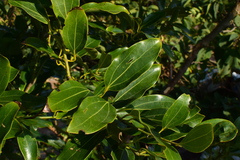 Cinnamomum yabunikkei