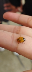 Hippodamia convergens