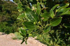Cinnamomum yabunikkei