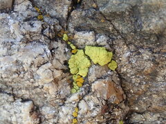 Acarosporaceae