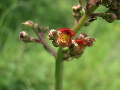 Scrophularia auriculata
