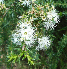 Kunzea ambigua
