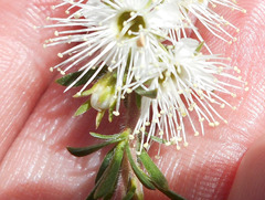 Kunzea ambigua