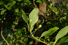 Cinnamomum yabunikkei
