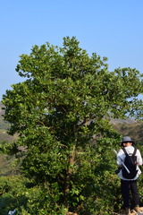 Cinnamomum yabunikkei