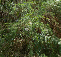 Kunzea ambigua