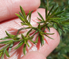 Kunzea ambigua