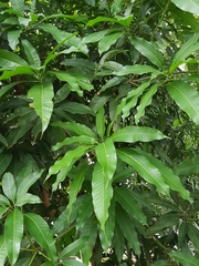 Mangifera