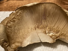 Macrocybe titans