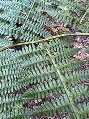Diplazium sandwichianum