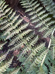 Diplazium sandwichianum