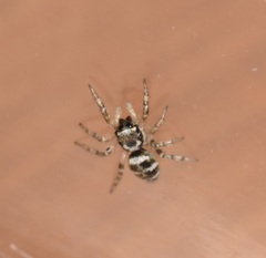 Salticus scenicus