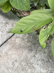 Lucilia coeruleiviridis