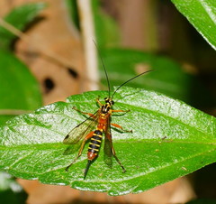 Echthromorpha agrestoria