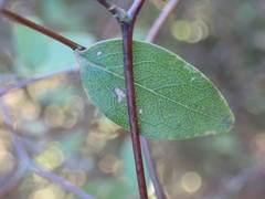 Olearia fragrantissima