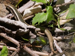 Oligosoma kokowai