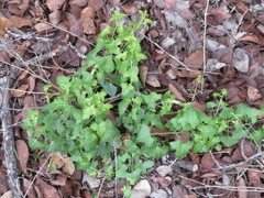 Maurandya antirrhiniflora