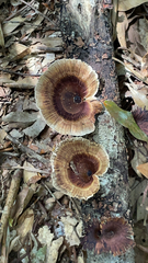 Microporus xanthopus