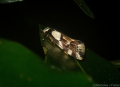 Coesyra hemiphragma