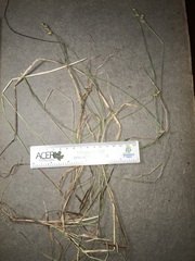 Carex wiegandii