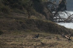 Daptrius carunculatus