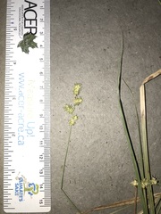 Carex wiegandii