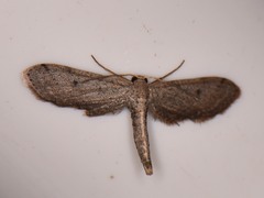 Euacidalia brownsvillea