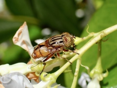 Eristalinus punctulatus