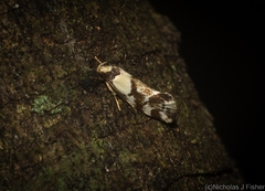 Coesyra hemiphragma