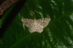 Minoa euthecta